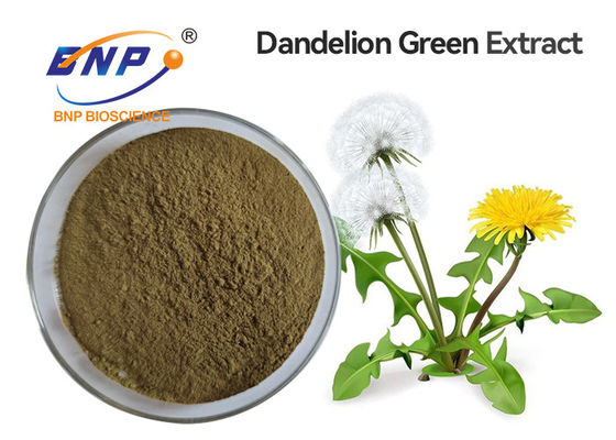 Dandelion Extract flavonoids 2%-5%,10:1 Brown Yellow Powder