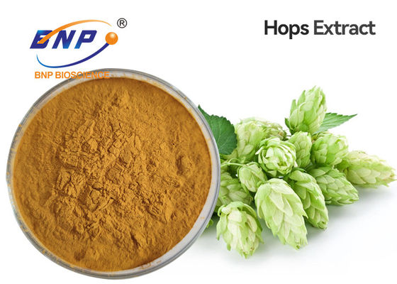 Flavones 10% Natural Plant Extracts Hops Flower Humulus Lupulus Flower