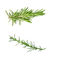 GMP High Quality Rosemary Extract with 5% Carnosic Acid And Carnosol