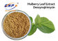 Health Supplements Natural 5% DNJ Mulberry Leaf Extract Deoxynojirimycin
