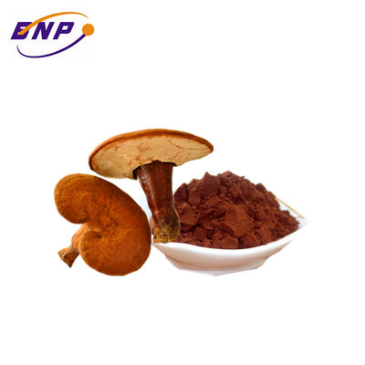 Supply Natural Brazil Mushroom Extract Powder Polysaccharide 10%-50%