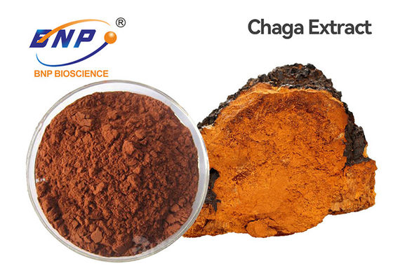 Siberian Chaga Mushroom Extract Powder Polysaccharides 20%