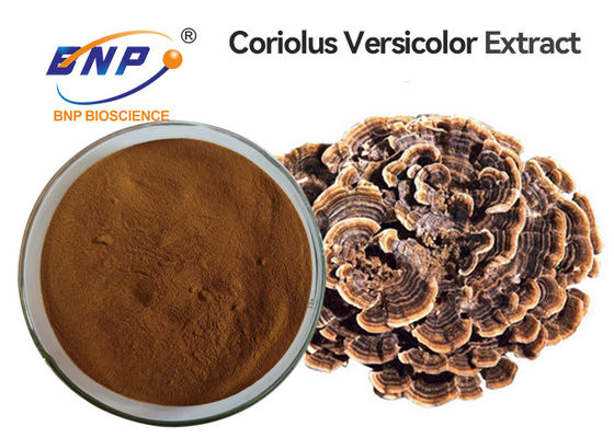 Oral Coriolus Versicolor Mushroom Extract Powder GMO Free