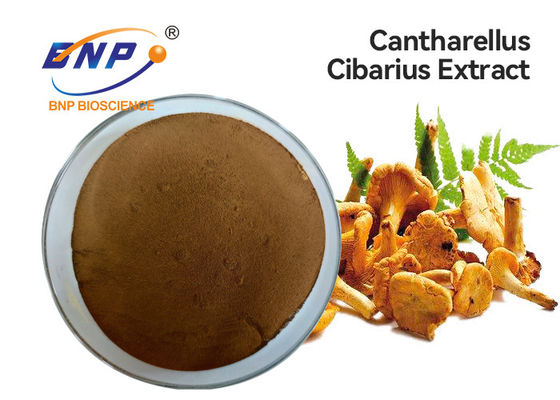 Cantharellus Cibarius Mushroom Extract Powder Yellow Brown GMP