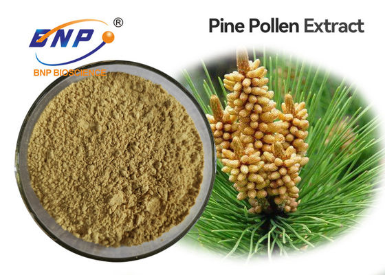 GMP Anti-Aging Pine Pollen Extract Light Yellow Powder