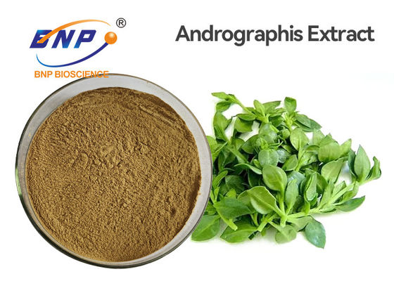Antibacterial Food Grade Andrographis Paniculata Extract Powder 3%-99% Andrographolide