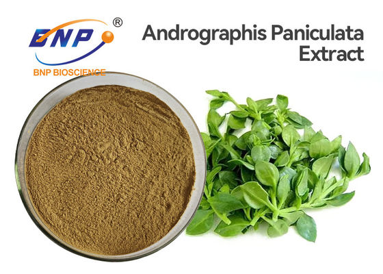 Antiviral Andrographis Paniculata Extract Powder 50% Andrographolide HPLC