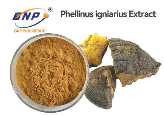Polysaccharide 30% Phellinus Igniarius Extract Sang Hwang Mushroom