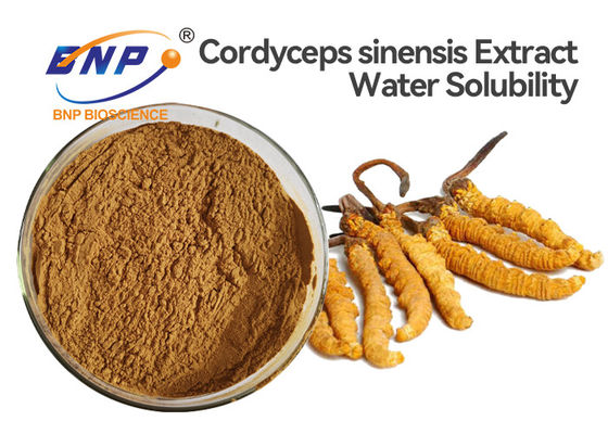 Polysaccharide 10% Cordyceps Sinensis Extract Powder Natural Fermented Medicinal Mushroom
