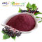 Elderberry Powder Juice Powder 20%Polysaccharide Plant Extract