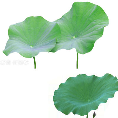 Weight Loss Nuciferin 2% ,98% Lotus Leaf Extract from Silk Road Enterprise