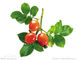 Best Price Supply Rose Hip Extract With Vitamin C /Polyphneol from BNP factory