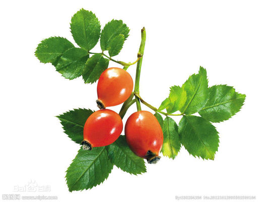 Best Price Supply Rose Hip Extract With Vitamin C /Polyphneol from Silk Road Enterprise factory