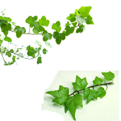 Natural Ivy Leaf Extract Powder Hedera Helix Extract 10:1 or 10% Hederacoside C