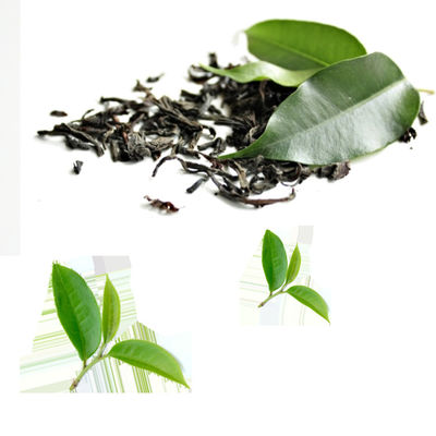 Green Tea Extract Tea Polyphenols 20%-98% Brown, white powder