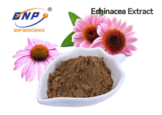 Echinacea Purpurea Extract Polyphenol 4% Food Grade