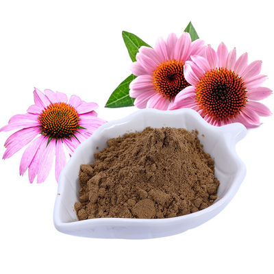 Echinacea Purpurea Extract Polyphenol 4% Food Grade