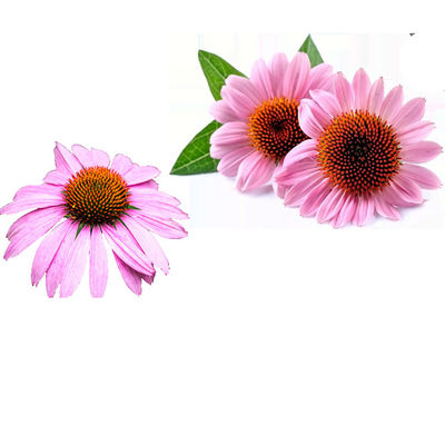 Echinacea Purpurea Extract Polyphenol 4% Food Grade