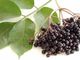 Elderberry Extract Anthocyanidins 25% Food grade