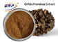 GMO Free Maitake Mushroom Extract Supplement Brown Yellow Powder