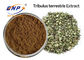 95% Tribulus Saponins Tribulus Terrestris Extract Powder
