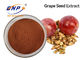 GMO Free Grape Seed Extract OPC 95% Nutritional Supplements