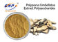 GMO Free Mushroom Extract Powder Polysaccharides 50% Polyporus Umbellatus Extract