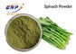 Green Fine Spinach Leaf Extract Juice Powder 80 Mesh High Temperature Sterilization