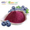 Purple Red Blueberry Juice Powder Blueberry Powder