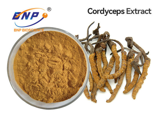 Brown Yellow Mushroom Extract Powder Cordyceps Sinensis Mycelium
